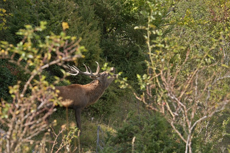 Un''arena molto contesa
